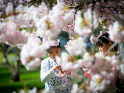 cultura japonesa hanami